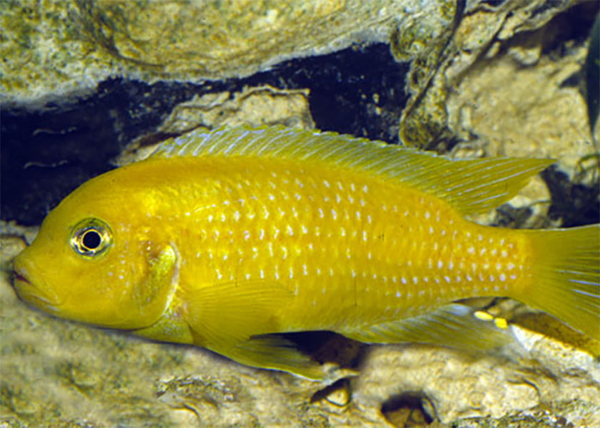 Metriaclima Lombardoi
