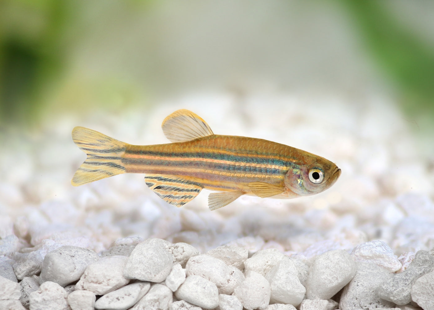 Zebra Danio Special (6 for $22)