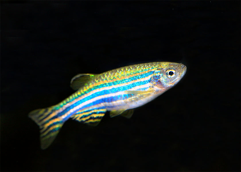 Zebra Danio Special (6 for $22) 2