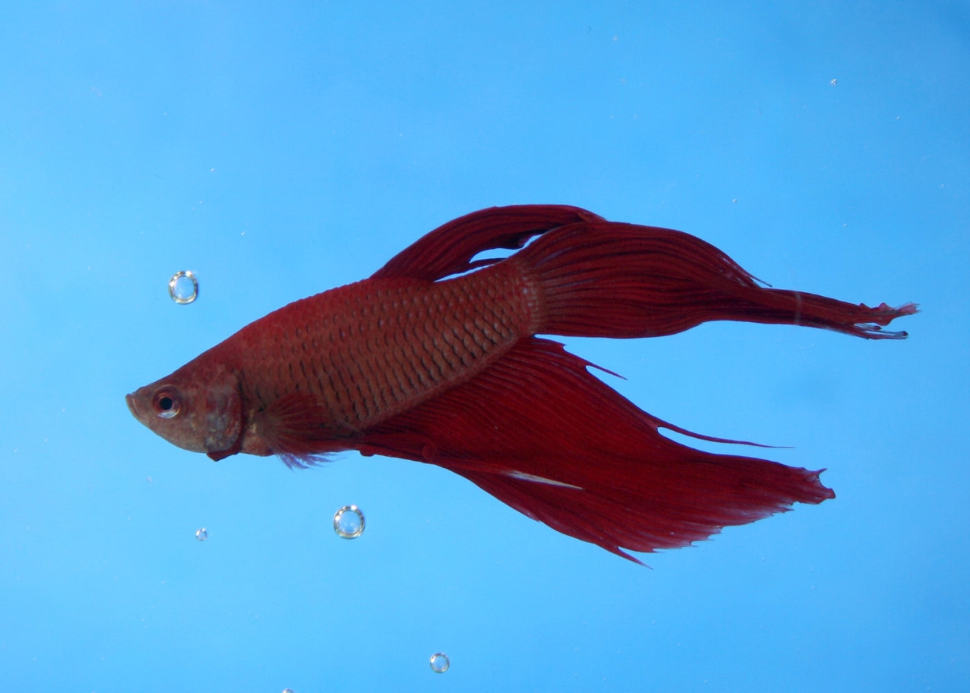 Fighter Male Longfin Red 2
