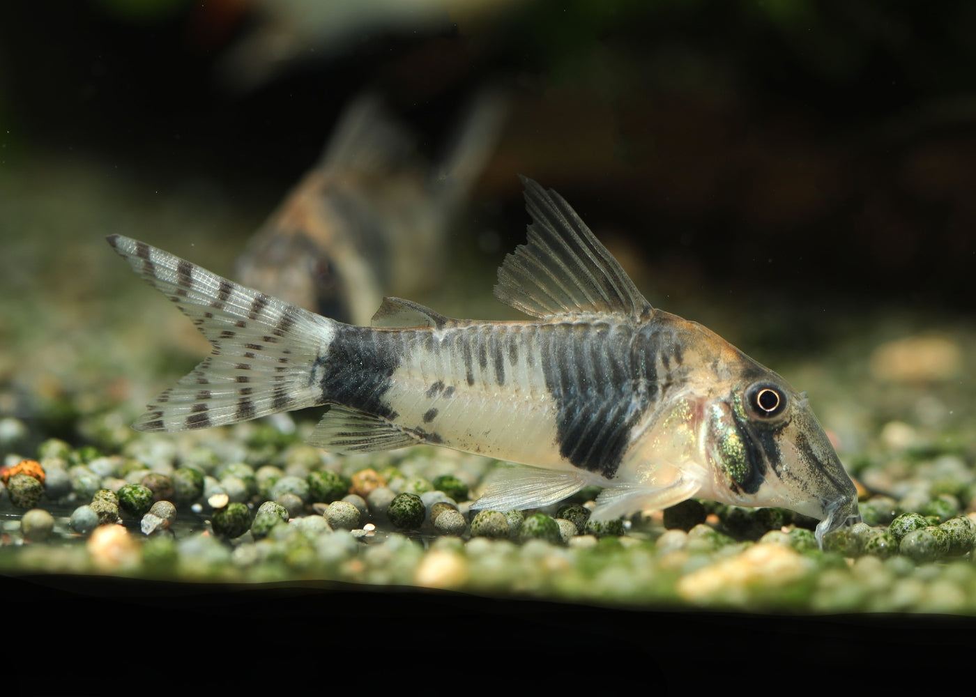 CORY REYNOLDSI - LONG NOSE