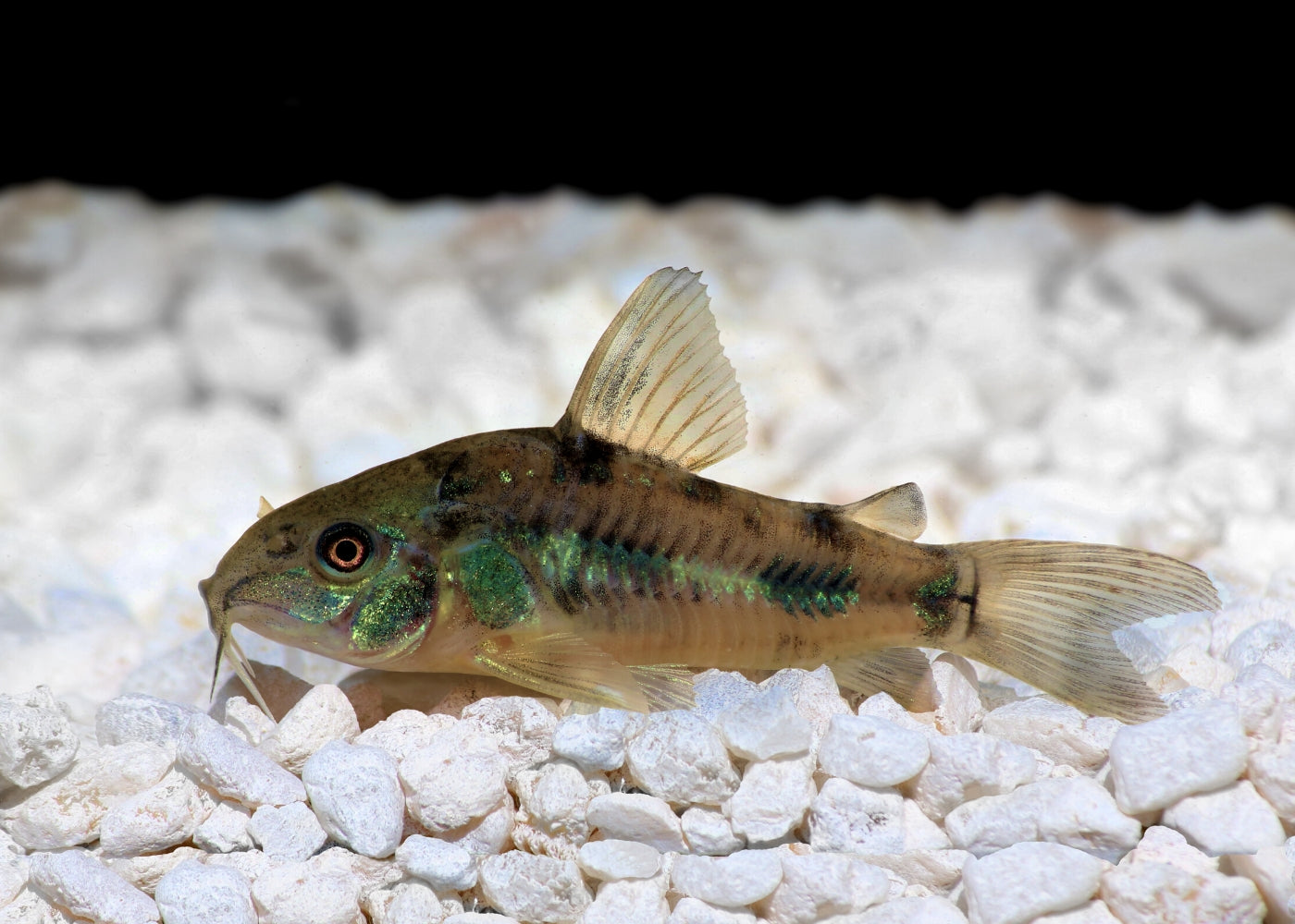Corydoras - Peppered
