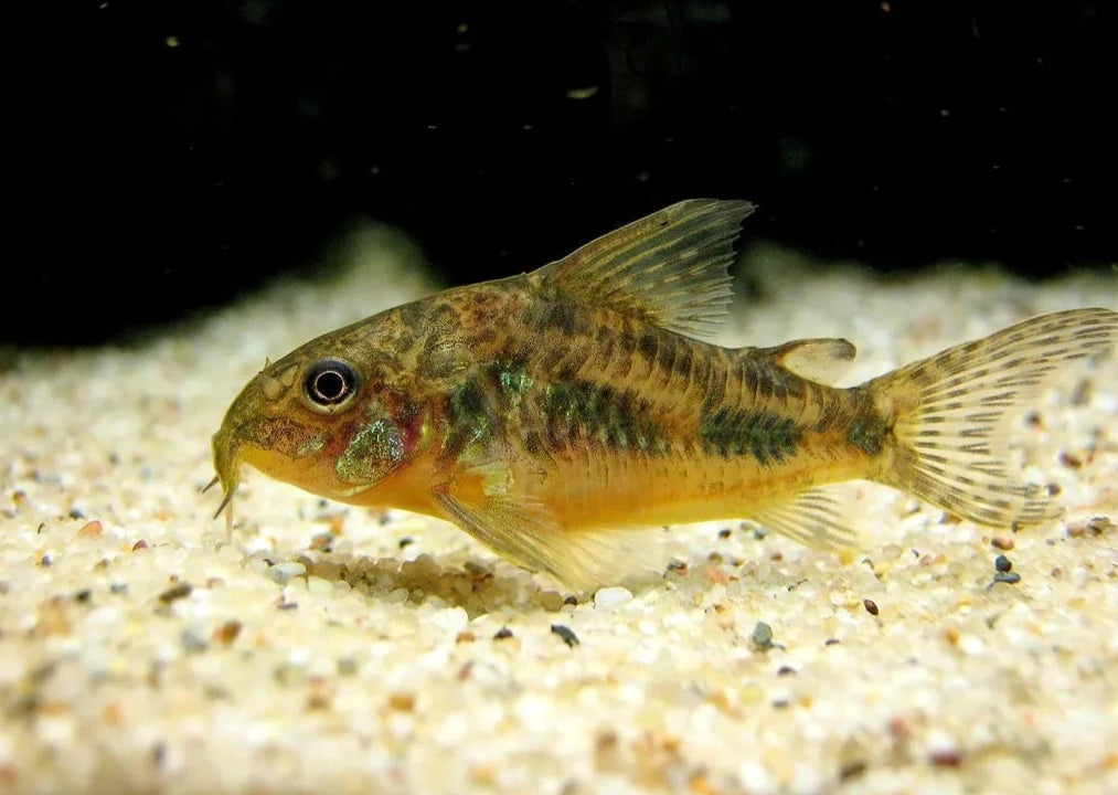 Corydoras - Peppered 2