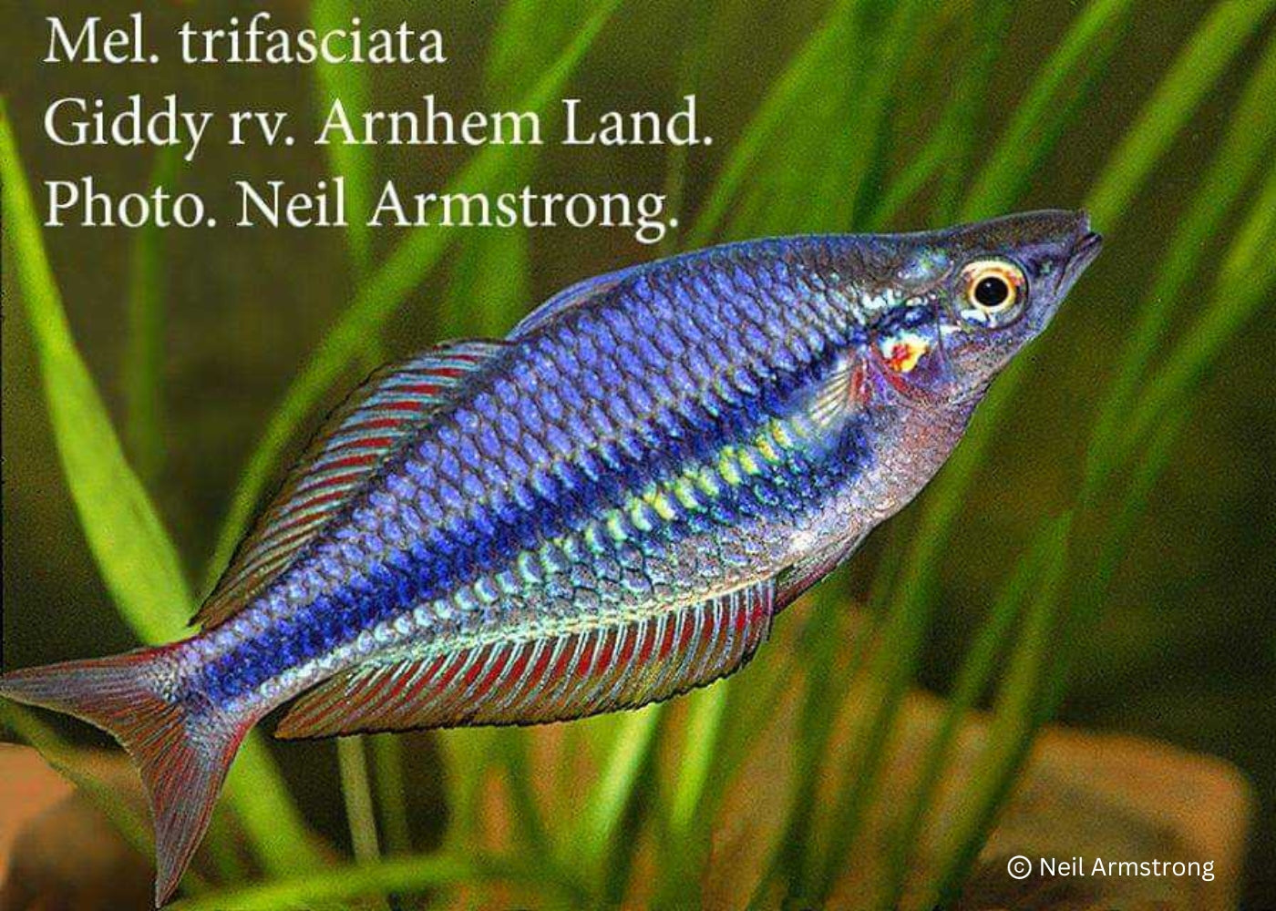 Banded Rainbowfish - Giddy River. M. Trifasciata