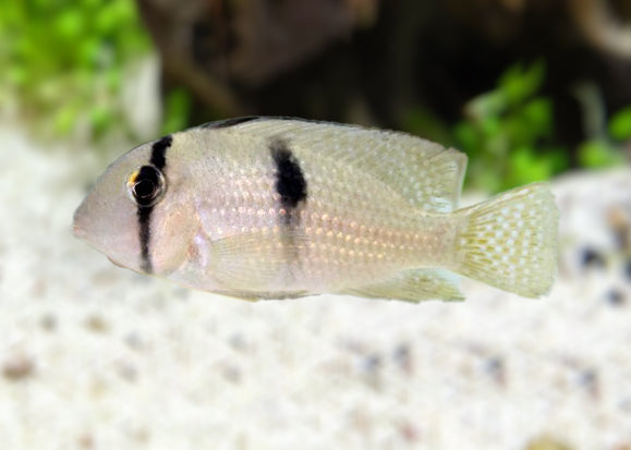 Bandit Cichlid - Guianacara sp. 2