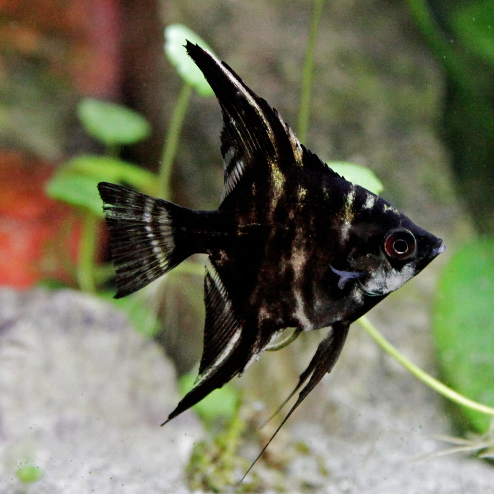 Marble Angelfish