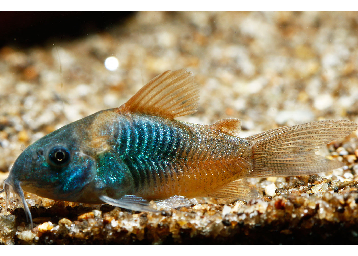 Corydoras orange Venezualus