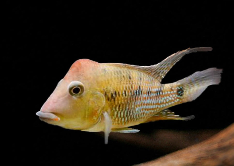 Geophagus Steindachneri - Red Hump