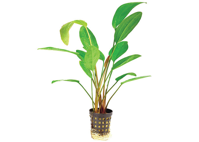 Echinodorus Fire Feather in Mesh Pot