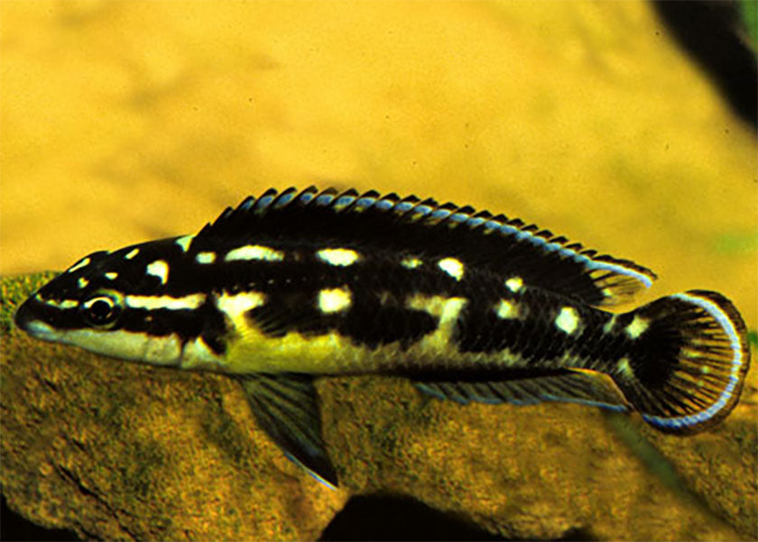 Julidochromis Transcriptus Kissi