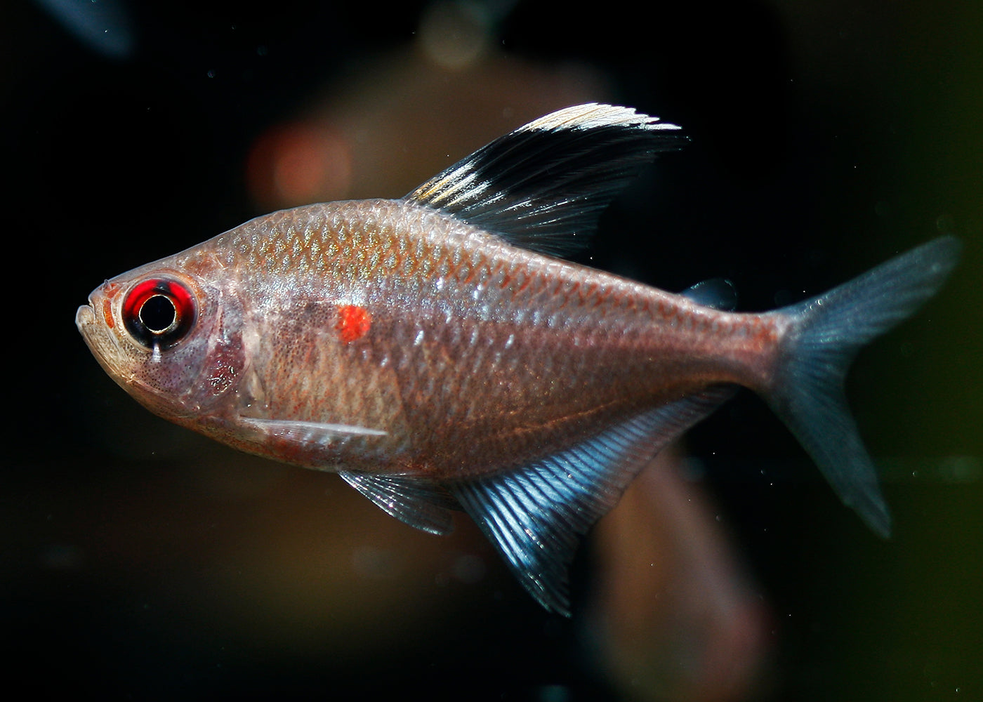 Bleeding Heart Tetra - Flameback
