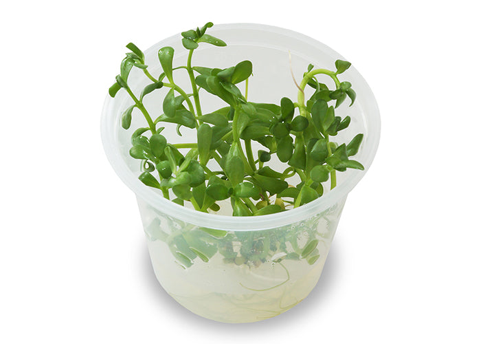 Bacopa Monnieri Tissue Culture