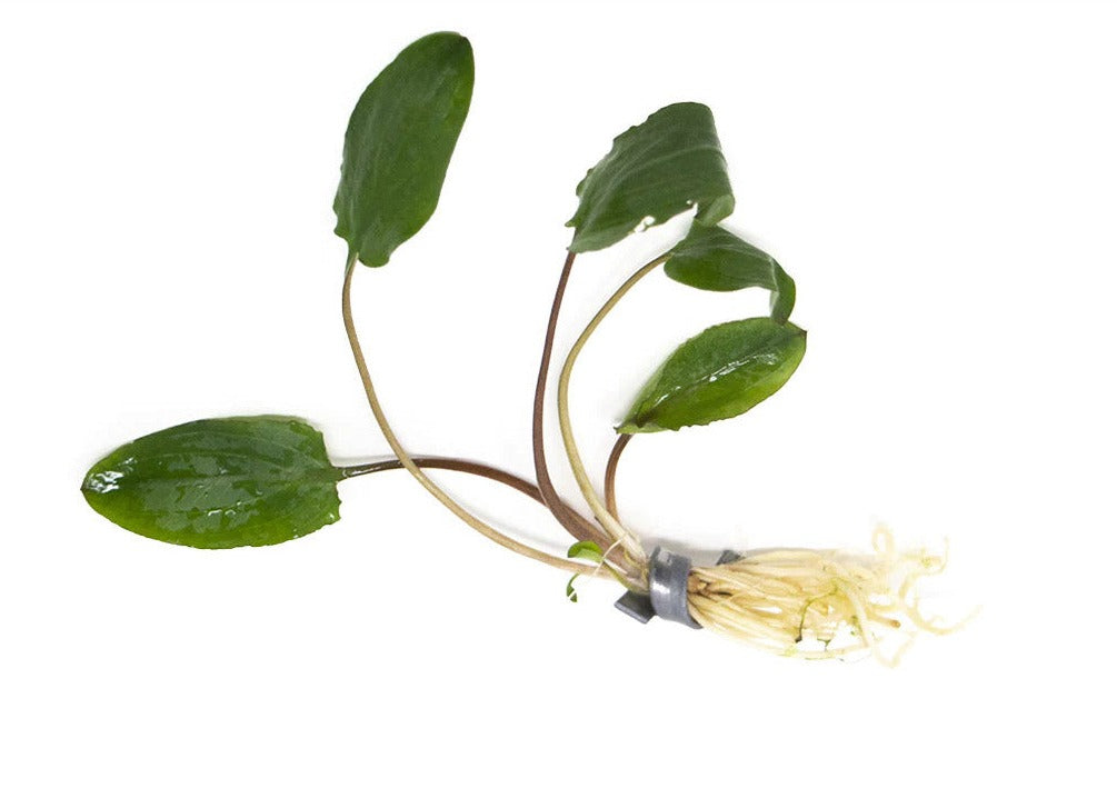 Cryptocoryne (Assorted)