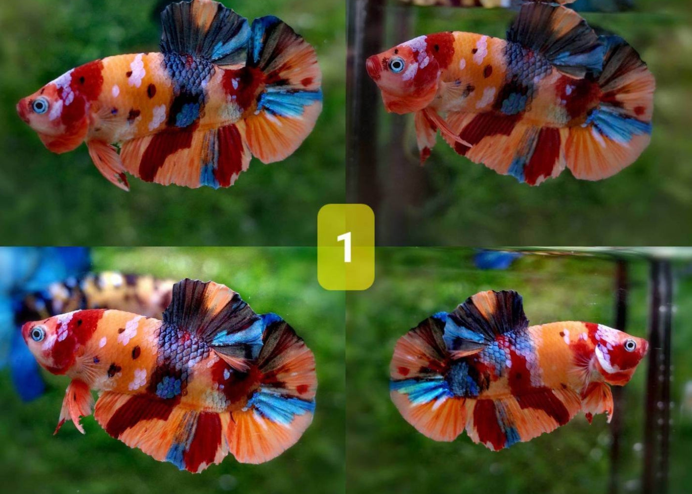 Fighter Male Plakat Halfmoon - Candy Nemo