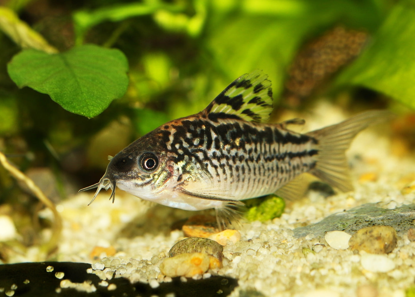 Corydoras - Elegans