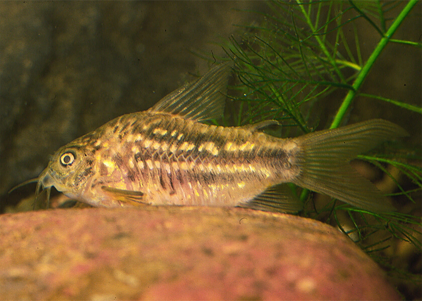 Corydoras - Elegans 2