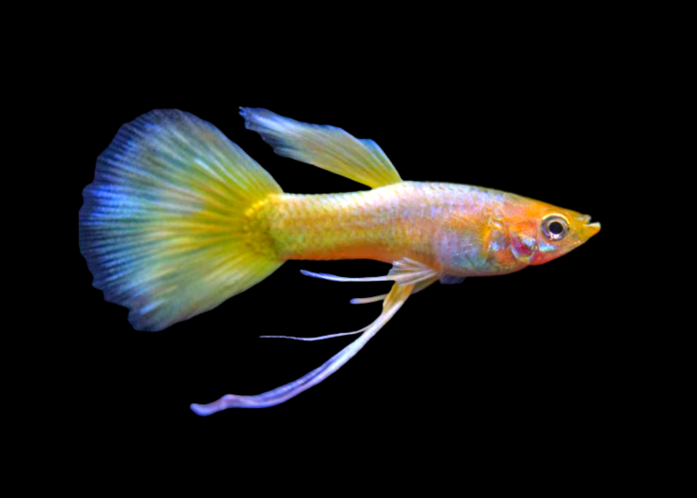 Guppy Male Yellow Ribbon