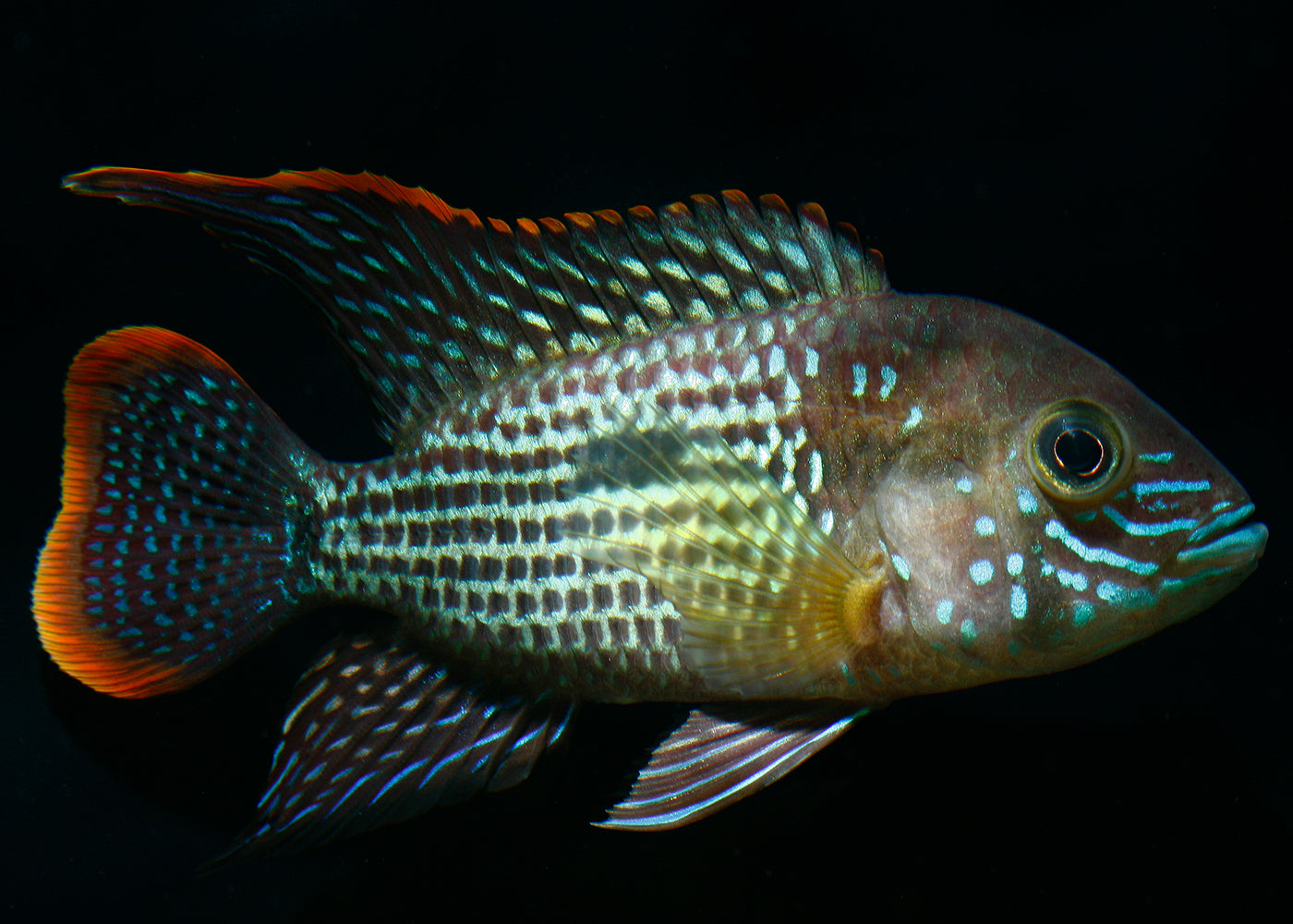 Rivulatus Gold Saum