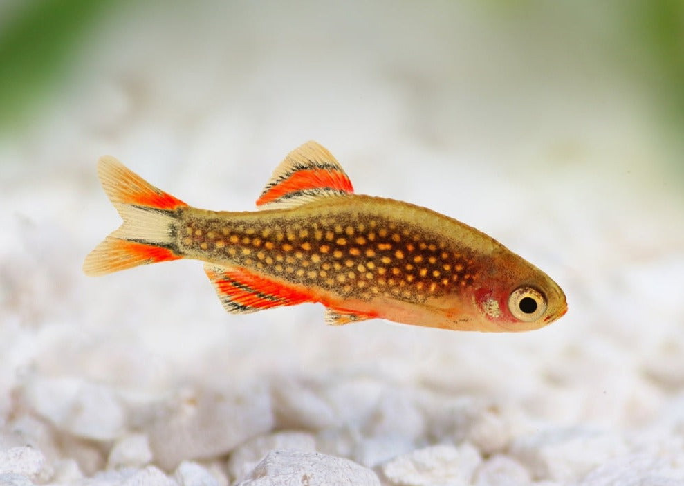Galaxy Rasbora - Celestial Pearl Danio