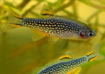 Galaxy Rasbora - Celestial Pearl Danio 2