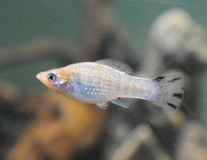 Molly - Mini Assorted 2