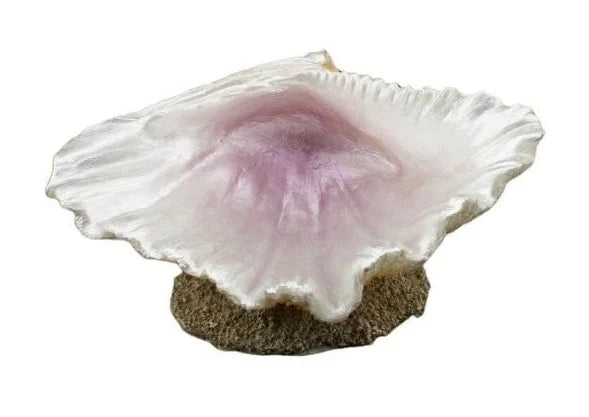 Bioscape Half Clam Shell