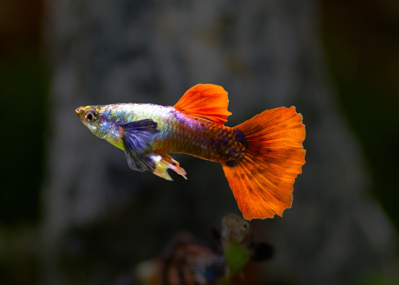 Guppy Male Elephant Ear Red