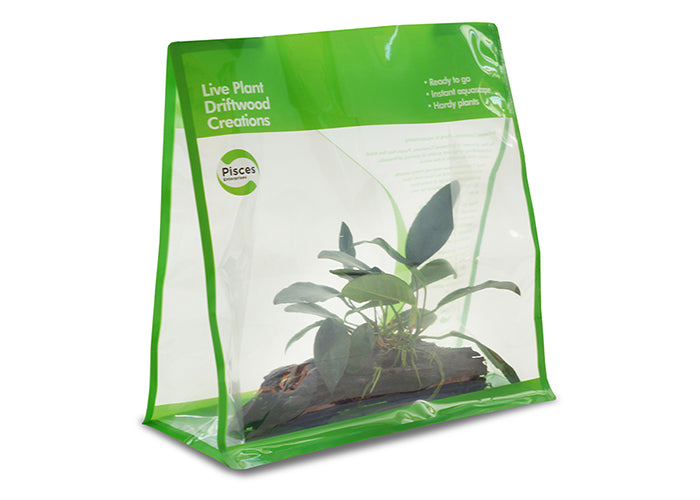 Pisces Driftwood Plant Creations 2 GO 2