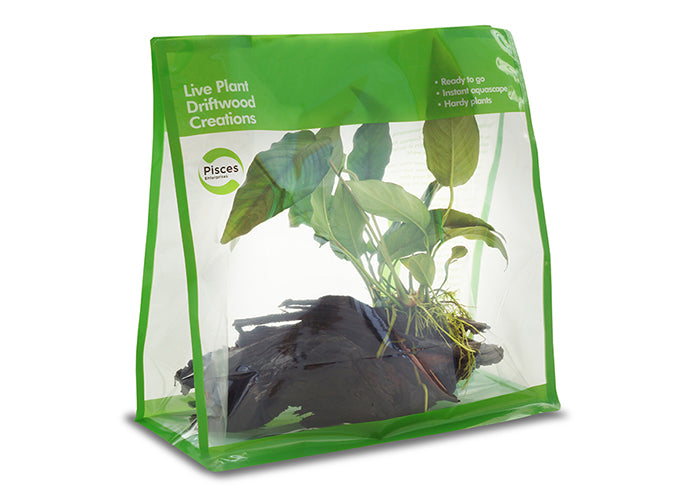 Pisces Driftwood Plant Creations 2 GO 3