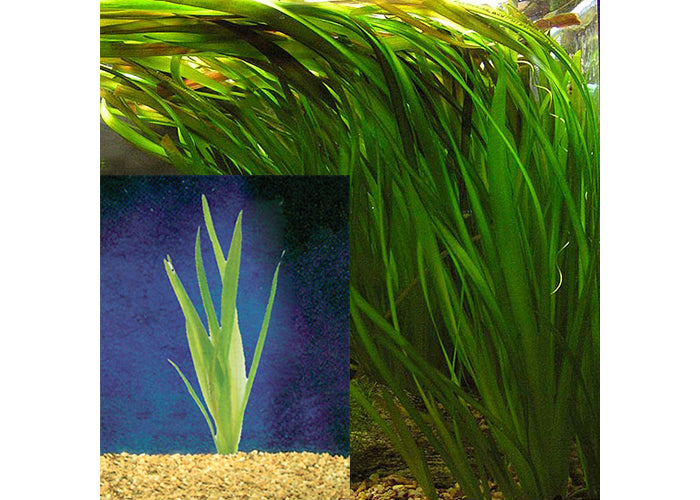 Giant Vallisneria (Pisces)