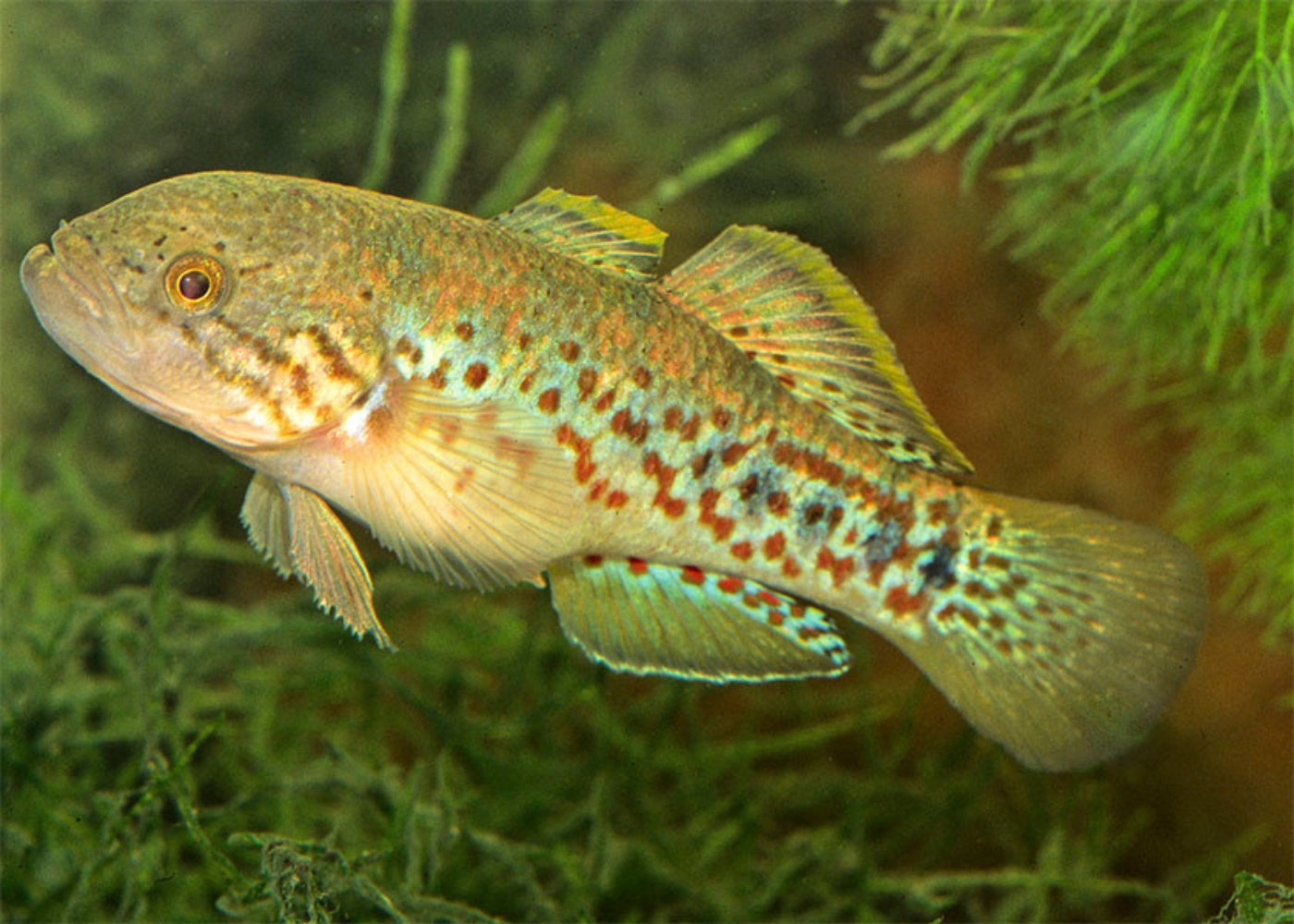 Gudgeon Purple Spotted Northern