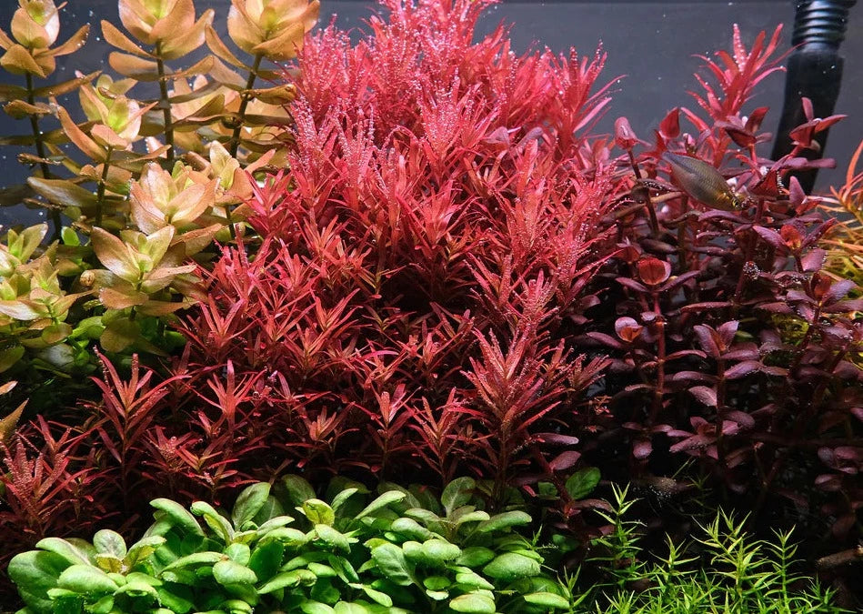 Colorata Rotala 2