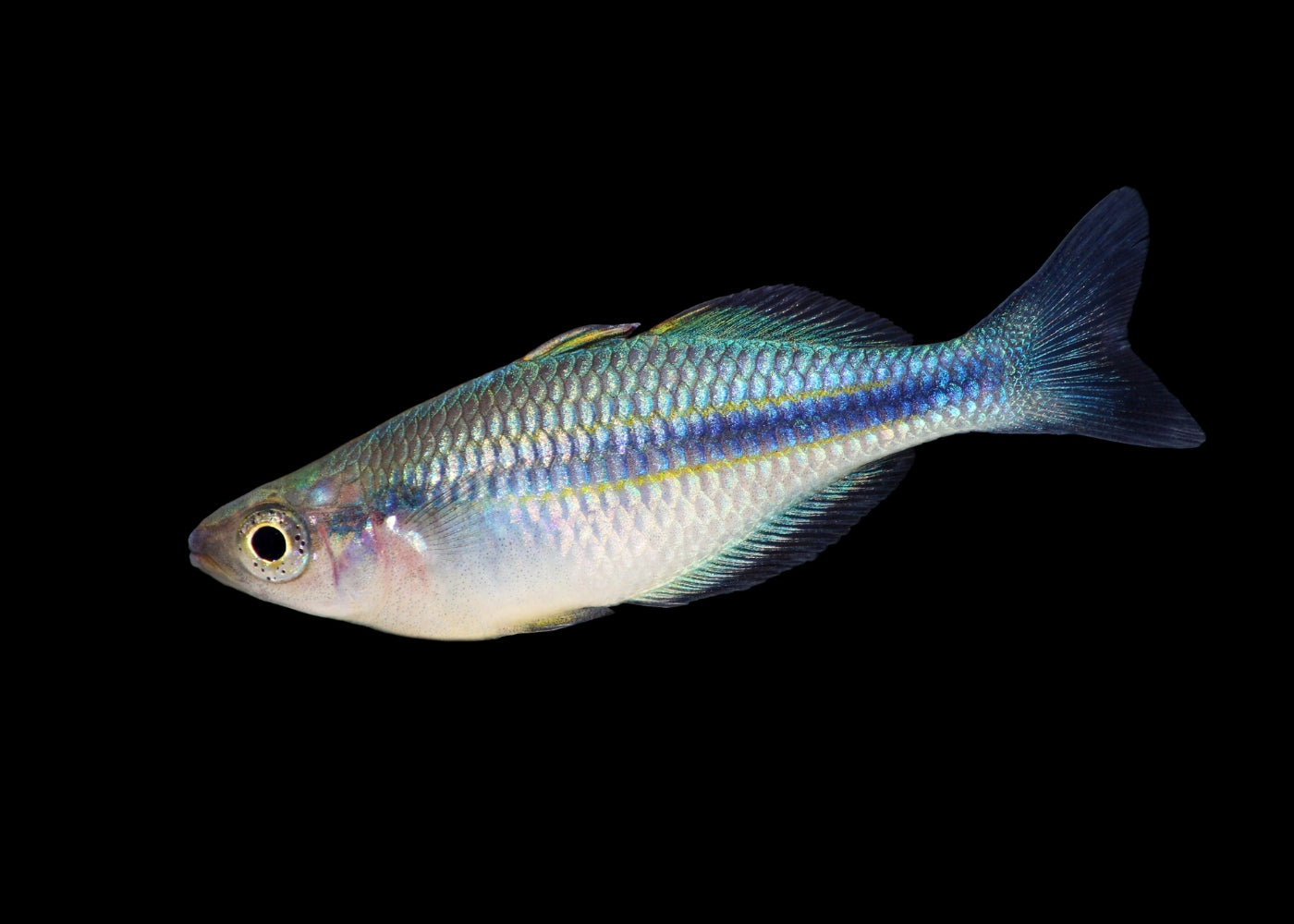 Melanotaenia Lacustris Rainbowfish