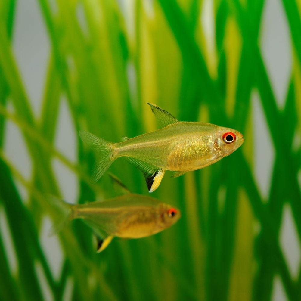 Lemon Tetra Special (6 for $16)
