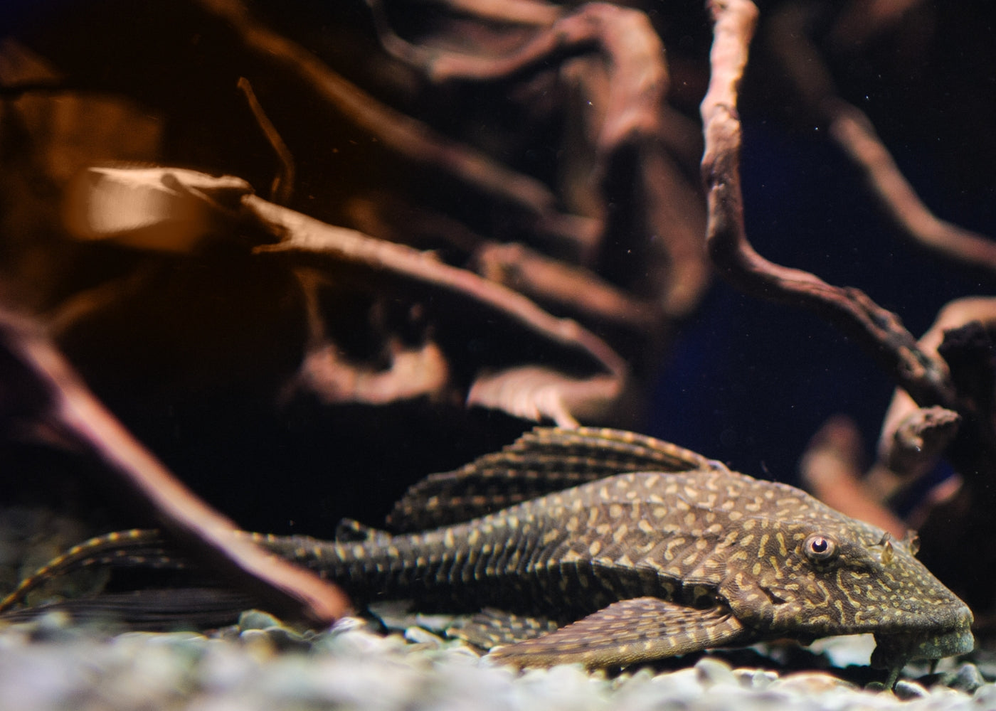 Plecostomus Gold Spotted
