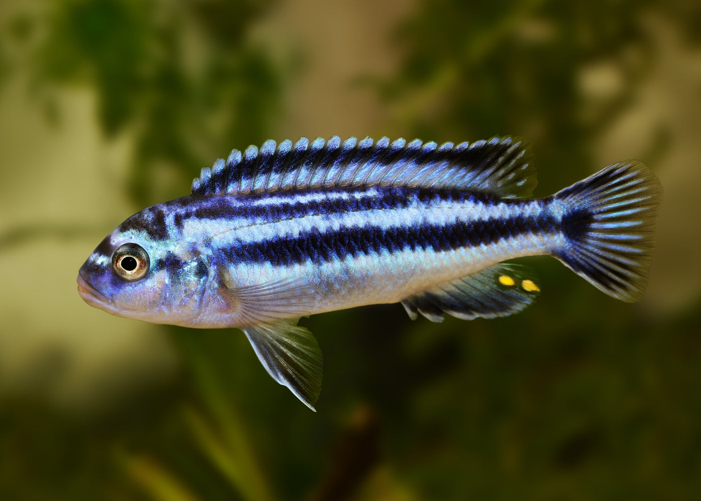 Melanochromis Johanni