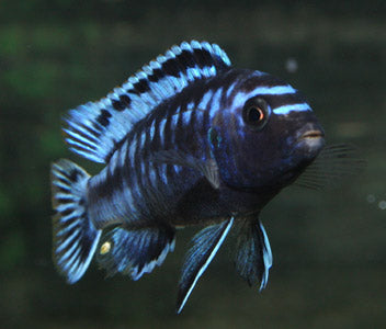 Melanochromis Johanni 3