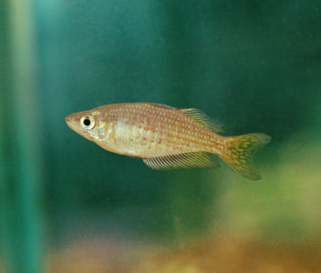 Melanotaenia Rubrostriata