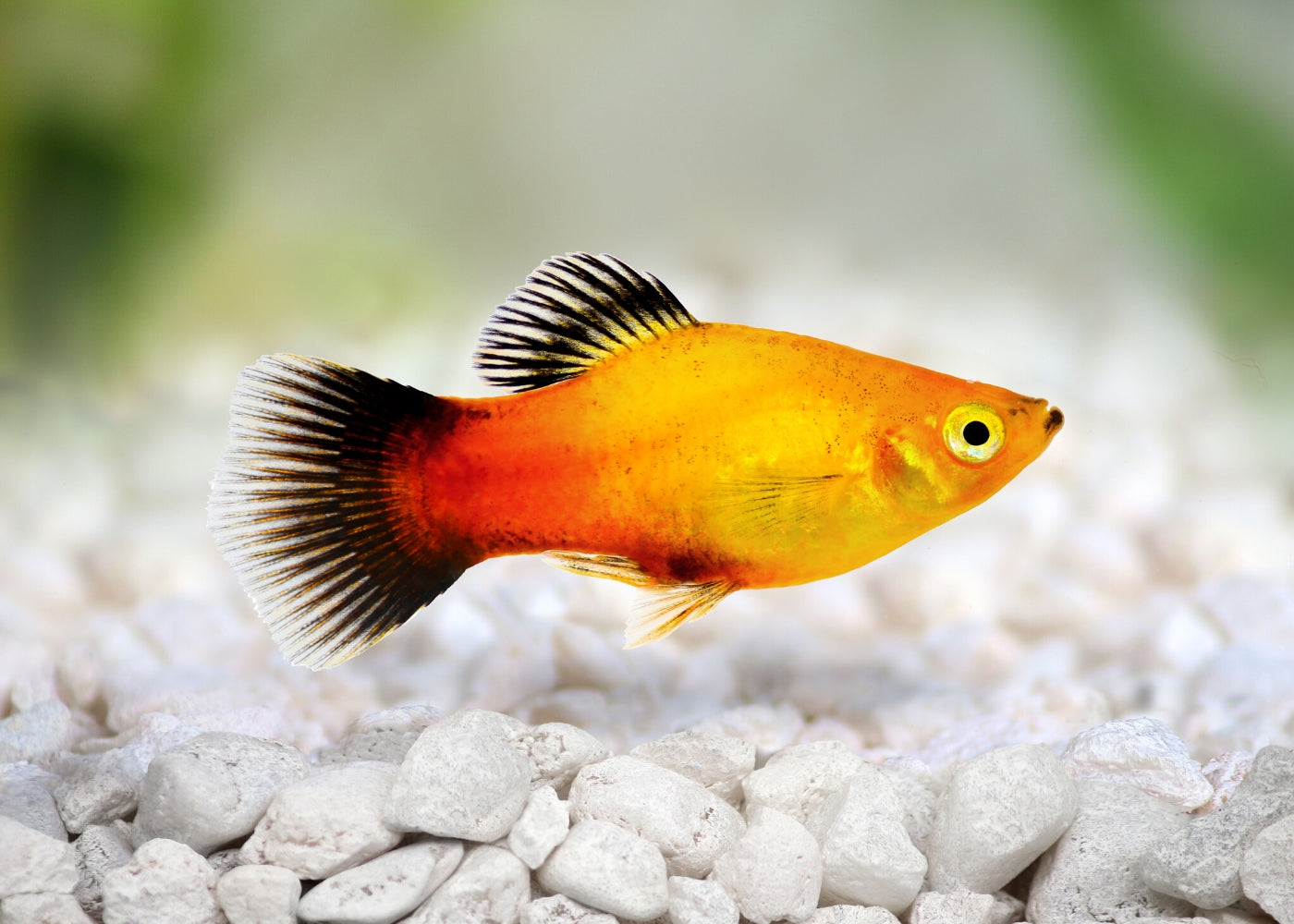Guppy Male Sunset