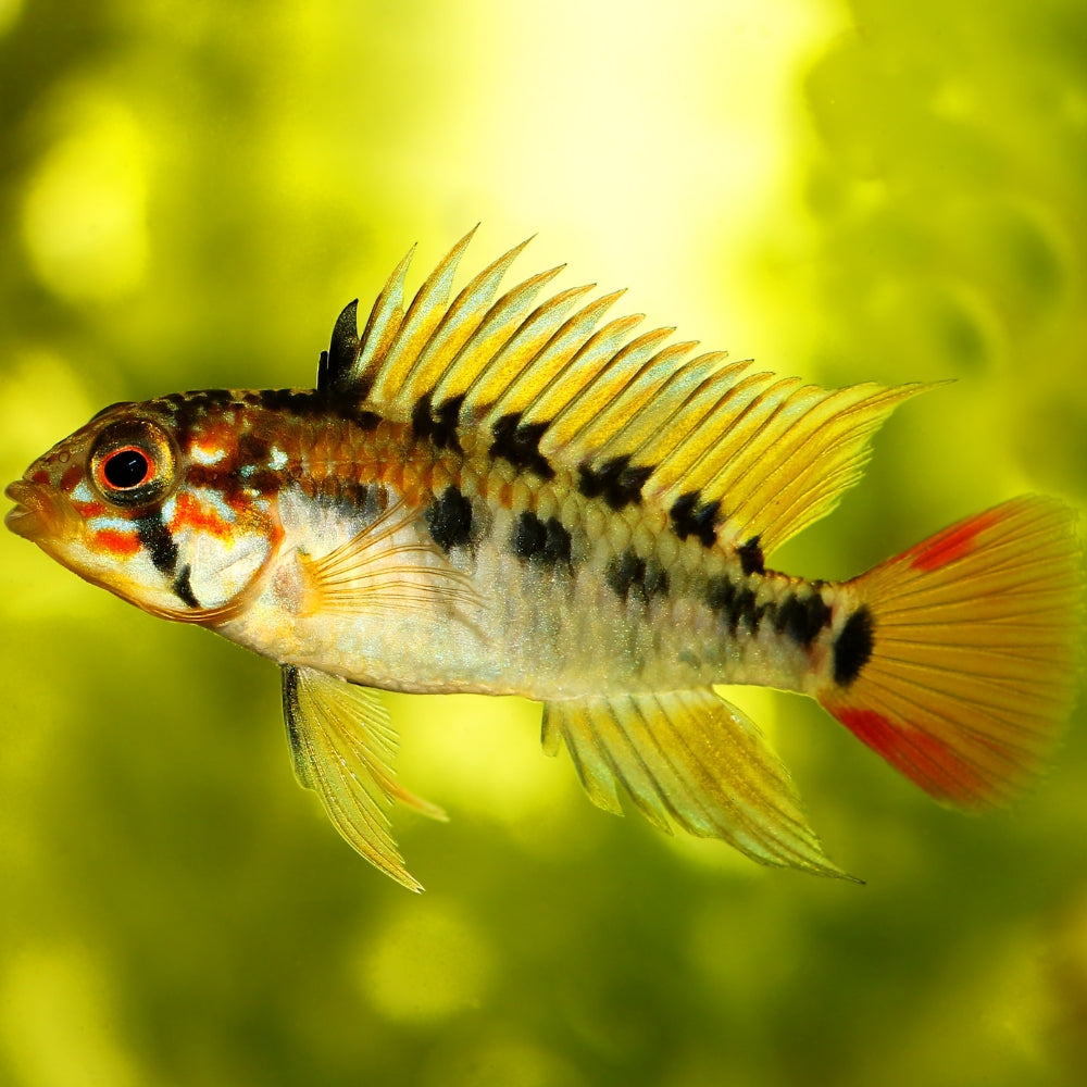 Apistogramma Macmasteri 2