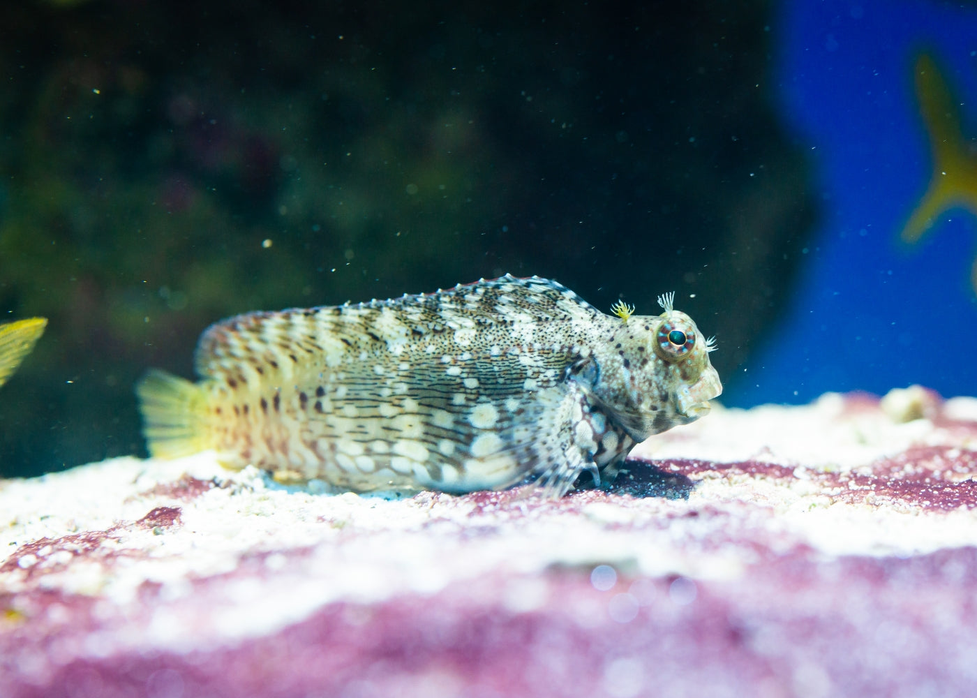 Blenny - Carpet / Lawnmower