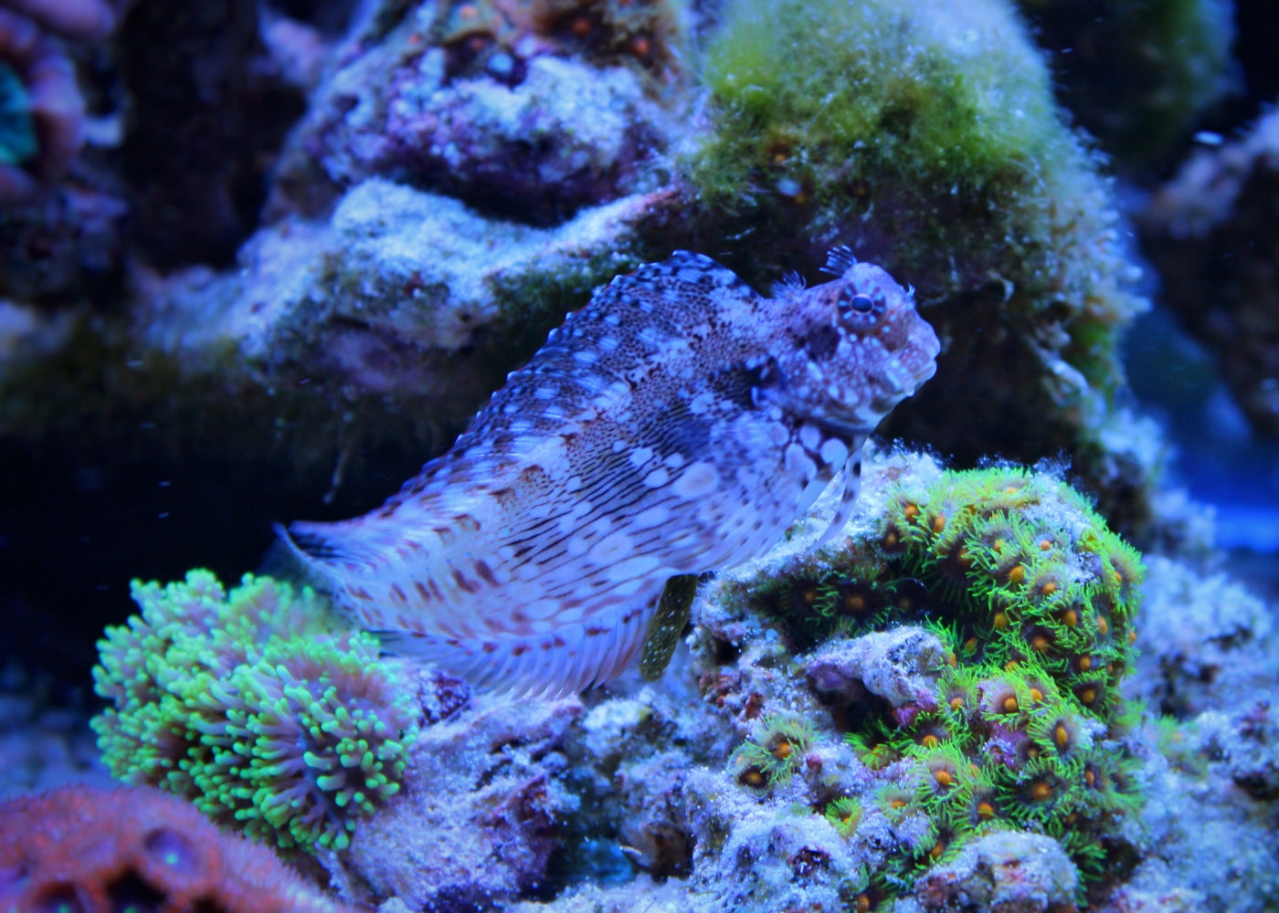 Blenny - Carpet / Lawnmower 2
