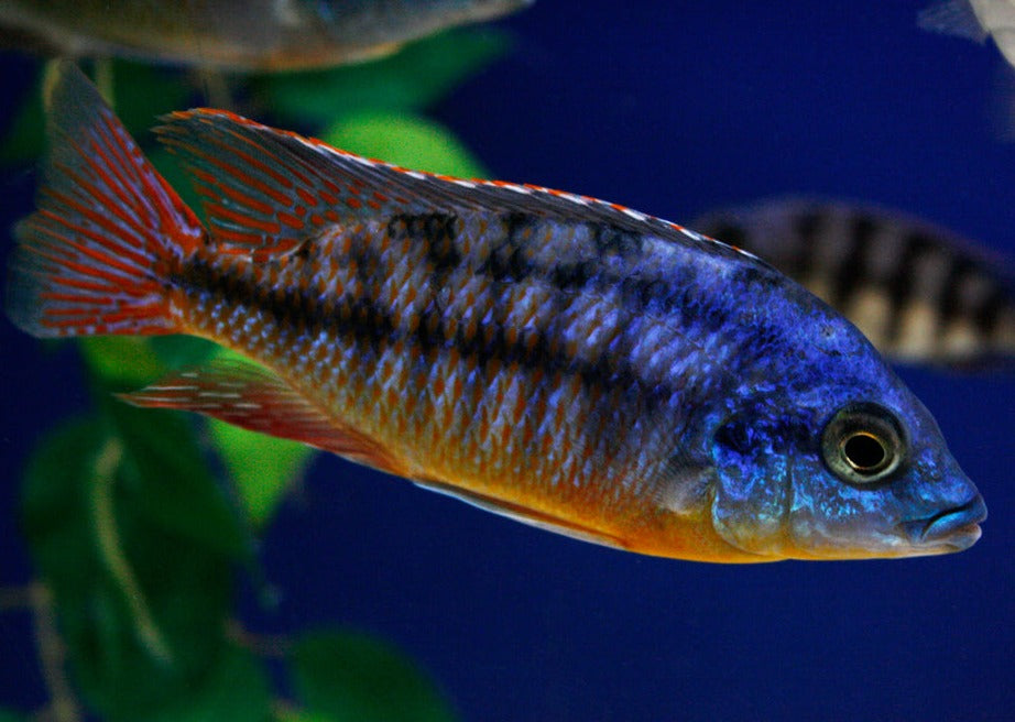 Red Empress Trio (1 male + 2 female)