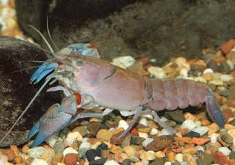 Yabby