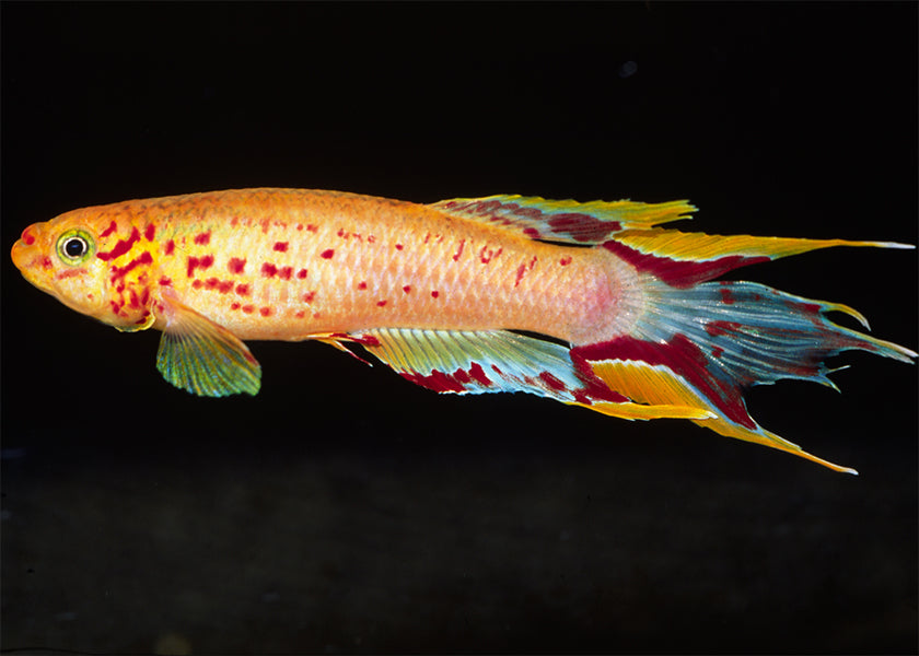 Aphyosemion Australe Chocolate