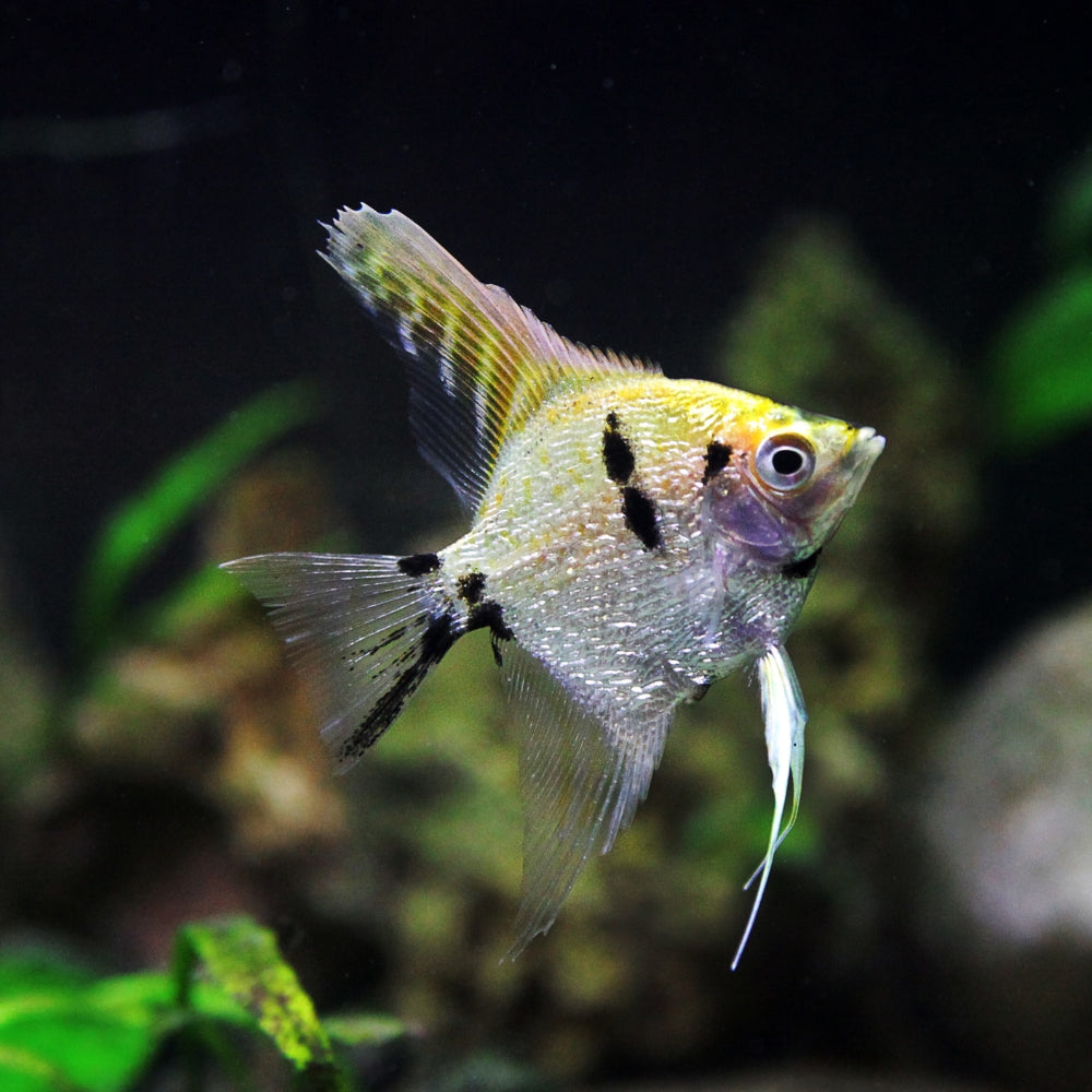 Assorted Pearlscale Angel