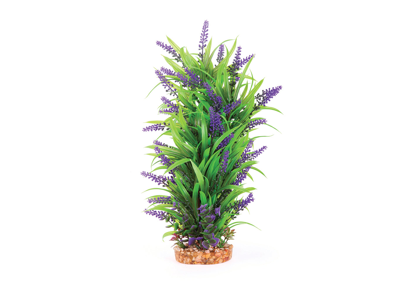 Kazoo Thin Leaf With Purple Flower Combination Plant 2