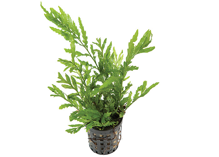 Bolbitus in Mesh Pot