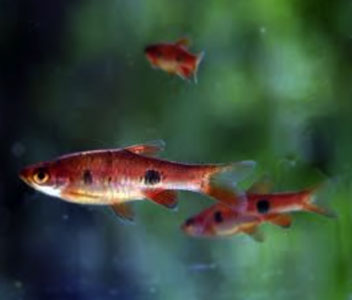 Clown Rasbora - Kalachroma