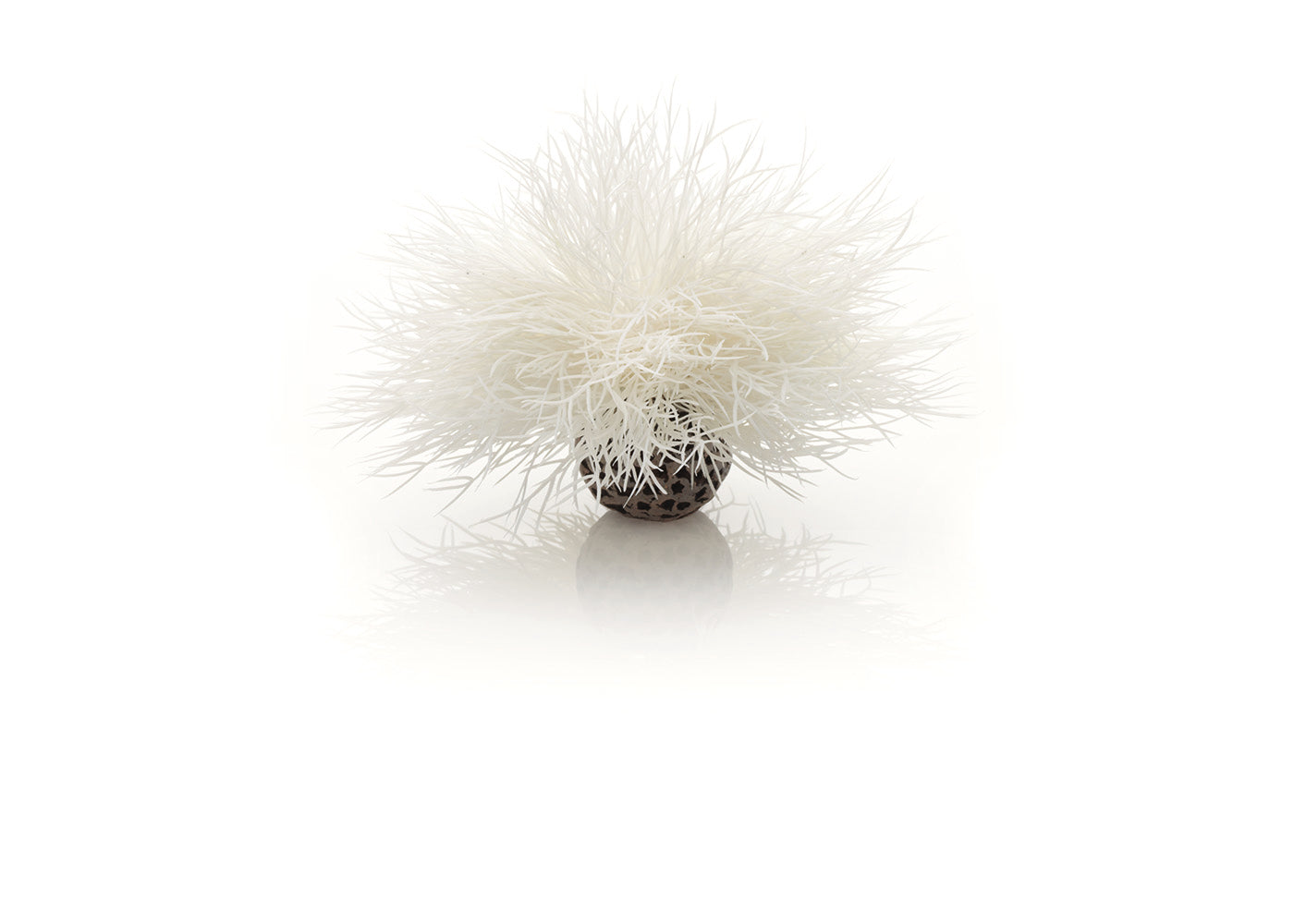 biOrb Aquatic Sea Lily 2